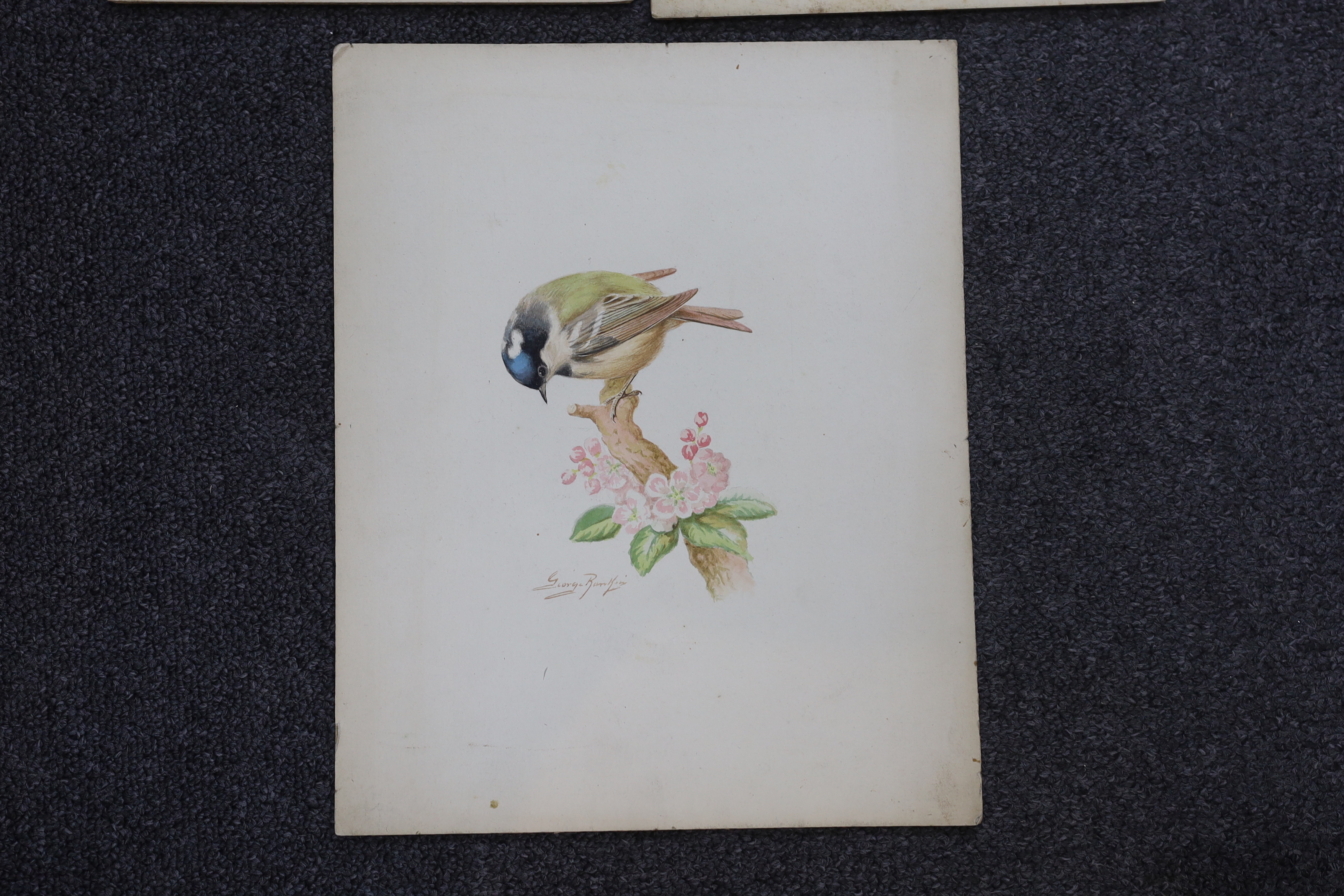 George Rankin (1864-1937) three watercolours on card, Chaffinch, Bullfinch and Coal Tit, largest 29 x 24cm, unframed